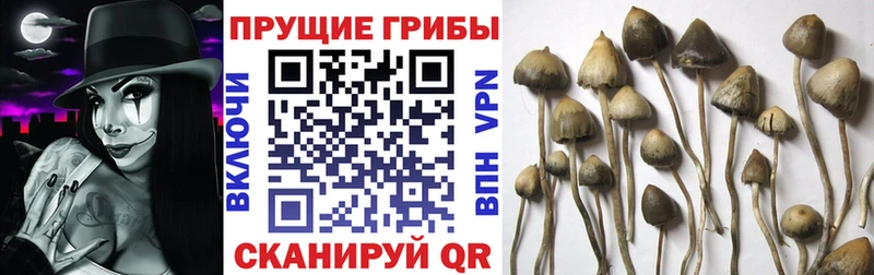 Галлюциногенные грибы Cubensis Краснозаводск